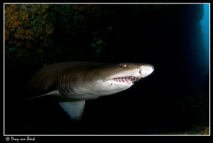 Raggy at Aliwal Shoal. by Dray Van Beeck 